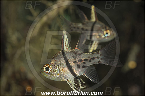 Raja Ampat, Papua, Indonesia, Sphaeramia orbicularis, Sphaeramia, Apogonidae, Orbiculate cardinalfish, Cardinalfish, Fish