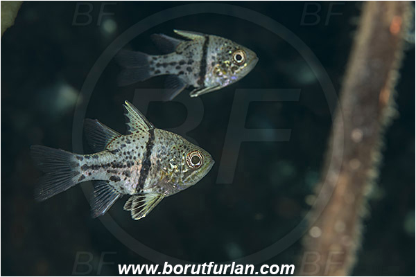 Raja Ampat, Papua, Indonesia, Sphaeramia orbicularis, Sphaeramia, Apogonidae, Orbiculate cardinalfish, Cardinalfish, Fish