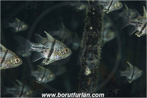 Raja Ampat, Papua, Indonesia, Sphaeramia orbicularis, Sphaeramia, Apogonidae, Orbiculate cardinalfish, Cardinalfish, Fish, Fish school
