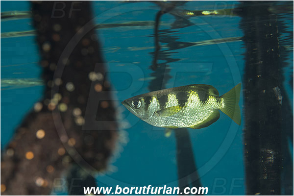 Raja Ampat, Papua, Indonesia, Toxotes jaculatrix, Toxotes, Toxotidae, Banded archerfish, Archerfish, Fish