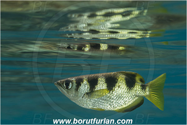 Raja Ampat, Papua, Indonesia, Toxotes jaculatrix, Toxotes, Toxotidae, Banded archerfish, Archerfish, Fish, Reflection