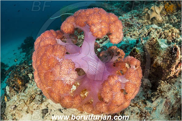 Raja Ampat, Papua, Indonesia, Dendronephthya sp., Dendronephthya, Nephtheidae, Soft coral, Coral, Anthozoa, Cnidaria, Cnidarian, Reef