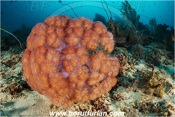 Raja Ampat, Papua, Indonesia, Dendronephthya sp., Dendronephthya, Nephtheidae, Soft coral, Coral, Anthozoa, Cnidaria, Cnidarian, Reef