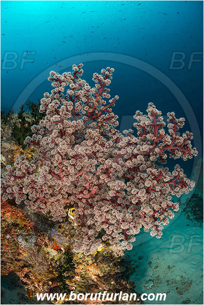 Raja Ampat, Papua, Indonesia, Siphonogorgia godeffroyi, Siphonogorgia, Nidaliidae, Cherry Blossom Coral, Sea fan, Coral, Cnidaria, Cnidarian, Reef