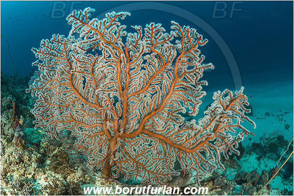 Raja Ampat, Papua, Indonesia, Semperina rubra, Semperina, Anthothelidae, Red sea fan, Sea fan, Coral, Cnidaria, Cnidarian, Reef