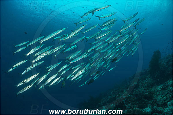 Raja Ampat, Papua, Indonesia, Sphyraena qenie, Sphyraena, Sphyraenidae, Blackfin barracuda, Barracuda, Fish, Fish school, Reef