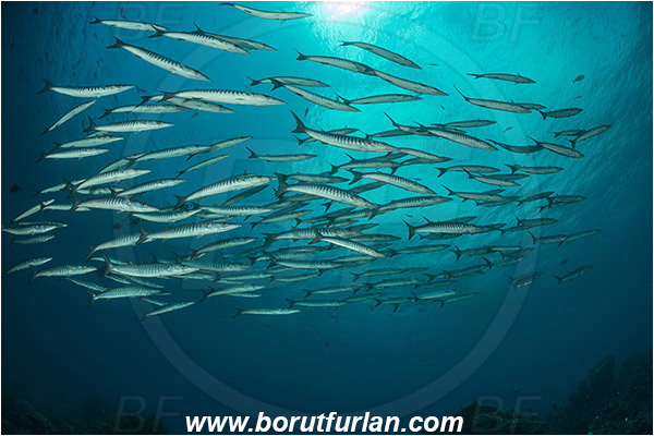 Raja Ampat, Papua, Indonesia, Sphyraena qenie, Sphyraena, Sphyraenidae, Blackfin barracuda, Barracuda, Fish, Fish school