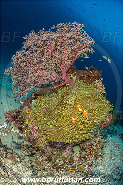 Raja Ampat, Papua, Indonesia, Siphonogorgia godeffroyi, Siphonogorgia, Nidaliidae, Cherry Blossom Coral, Sea fan, Heteractis magnifica, Heteractis, Stichodactylidae, Magnificent Sea Anemone, Anemone, Anthozoa, Cnidaria, Cnidarian, Amphiprion ocellaris, Amphiprion, Pomacentridae, False Anemonefish, Anemonefish, Clownfish, Fish, Reef