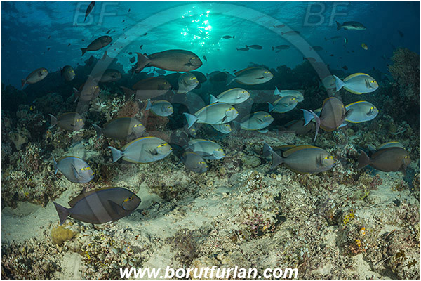 Raja Ampat, Papua, Indonesia, Acanthurus xanthopterus, Acanthurus, Acanthuridae, Yellowfin Surgeonfish, Surgeonfish, Fish, Fish school, Reef