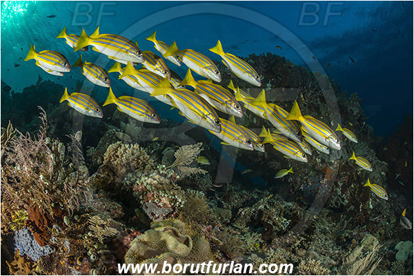 Raja Ampat, Papua, Indonesia, Lutjanus kasmira, Lutjanus, Lutjanidae, Bluestripe snapper, Snapper, Fish, Fish school, Reef