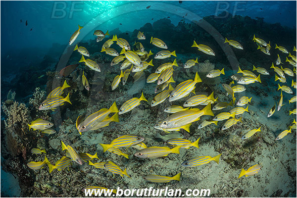 Raja Ampat, Papua, Indonesia, Lutjanus kasmira, Lutjanus lutjanus, Bigeye Snapper, Lutjanus, Lutjanidae, Bluestripe snapper, Snapper, Fish, Fish school, Reef