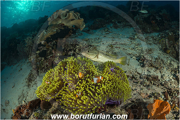 Raja Ampat, Papua, Indonesia, Heteractis magnifica, Heteractis, Stichodactylidae, Magnificent Sea Anemone, Anemone, Anthozoa, Cnidaria, Cnidarian, Amphiprion ocellaris, Amphiprion, Pomacentridae, False Anemonefish, Anemonefish, Clownfish, Anyperodon leucogrammicus, Anyperodon, Serranidae, Slender Grouper, Grouper, Fish, Reef
