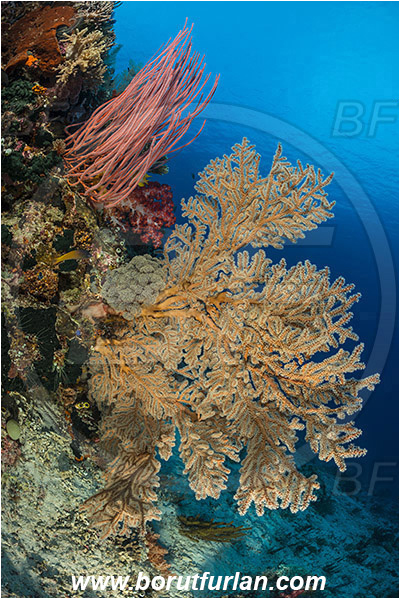 Raja Ampat, Papua, Indonesia, Semperina sp., Semperina, Anthothelidae, Sea fan, Ellisella sp., Ellisella, Ellisellidae, Anthozoa, Cnidaria, Cnidarian, Sea whip, Whip coral, Coral, Reef