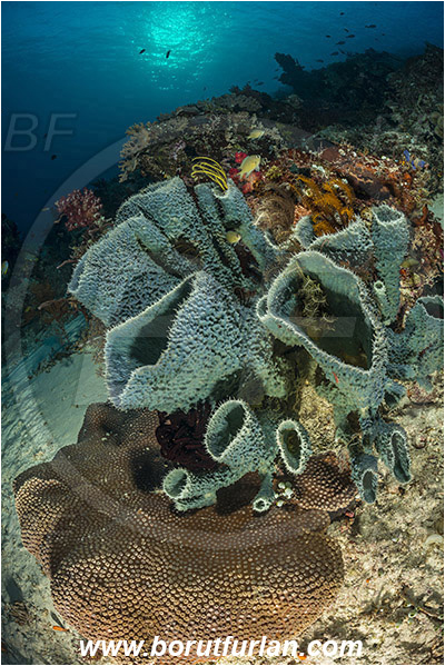 Raja Ampat, Papua, Indonesia, Callyspongia sp., Callyspongia, Callyspongiidae, Porifera, Vase sponge, Sponge, Reef