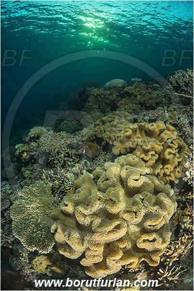 Raja Ampat, Papua, Indonesia, Sarcophyton sp., Sarcophyton, Alcyoniidae, Leather coral, Coral, Cnidaria, Cnidarian, Reef