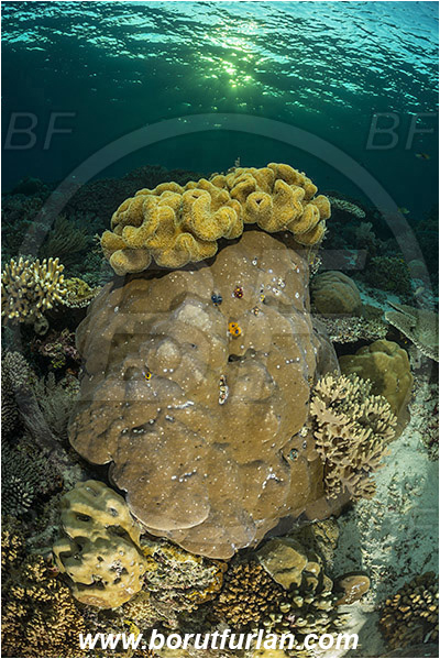 Raja Ampat, Papua, Indonesia, Porites sp., Porites, Poritidae, Anthozoa, Cnidaria, Cnidarian, Porites Coral, Sarcophyton sp., Sarcophyton, Alcyoniidae, Leather coral, Coral, Reef