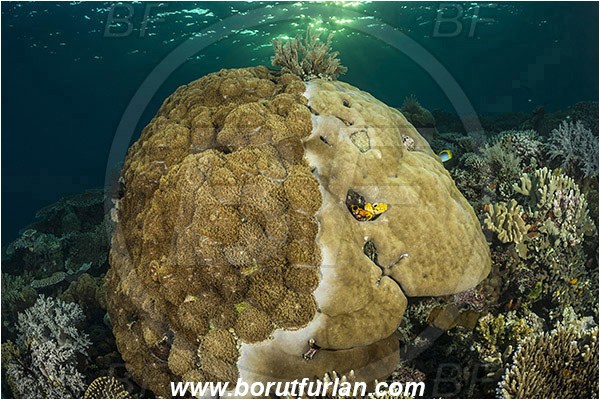 Raja Ampat, Papua, Indonesia, Porites lutea, Porites, Poritidae, Porites Coral, Lobophyllia sp., Lobophyllia, Lobophylliidae, Hard coral, Anthozoa, Cnidaria, Cnidarian, Coral, Reef