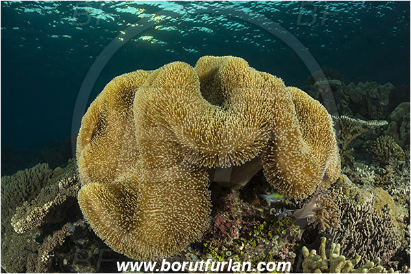 Raja Ampat, Papua, Indonesia, Sarcophyton sp., Sarcophyton, Alcyoniidae, Anthozoa, Cnidaria, Cnidarian, Mushroom Leather Coral, Leather Coral, Coral, Reef