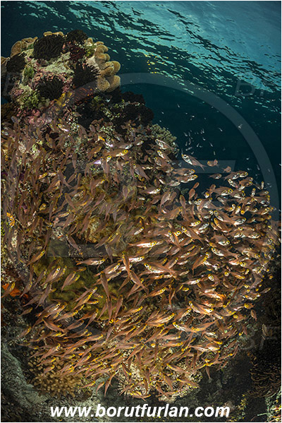 Raja Ampat, Papua, Indonesia, Parapriacanthus ransonneti, Parapriacanthus, Pempheridae, Glassfish, Glassy sweeper, Sweeper, Fish, Fish school