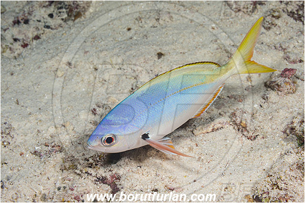 Raja Ampat, Papua, Indonesia, Caesio teres, Caesio, Caesionidae, Yellow and Blueback Fusilier, Fusilier, Fish