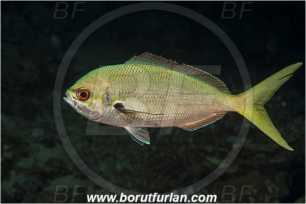 Raja Ampat, Papua, Indonesia, Caesio cuning, Caesio, Caesionidae, Redbelly yellowtail fusilier, Fusilier, Fish, Night