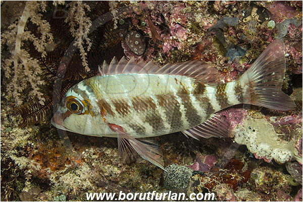 Raja Ampat, Papua, Indonesia, Lethrinus erythropterus, Lethrinus, Lethrinidae, Longfin Emperor, Emperor, Fish, Night
