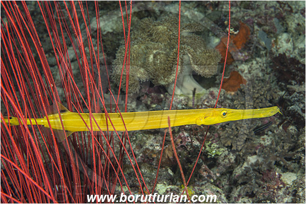 Raja Ampat, Papua, Indonesia, Aulostomus chinensis, Aulostomus, Aulostomidae, Chinese trumpetfish, Trumpetfish, Fish