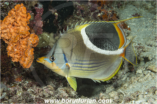 Raja Ampat, Papua, Indonesia, Chaetodon ephippium, Chaetodon, Chaetodontidae, Saddle Butterflyfish, Butterflyfish, Fish