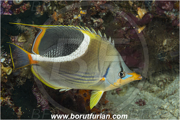 Raja Ampat, Papua, Indonesia, Chaetodon ephippium, Chaetodon, Chaetodontidae, Saddle Butterflyfish, Butterflyfish, Fish