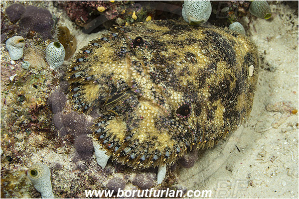 Raja Ampat, Papua, Indonesia, Parribacus caledonicus, Parribacus, Scyllaridae, Decapoda, Slipper Lobster, Lobster, Crustacea, Crustacean