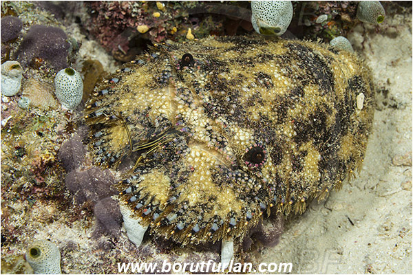 Raja Ampat, Papua, Indonesia, Parribacus caledonicus, Parribacus, Scyllaridae, Decapoda, Slipper Lobster, Lobster, Crustacea, Crustacean