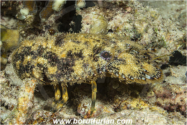 Raja Ampat, Papua, Indonesia, Parribacus caledonicus, Parribacus, Scyllaridae, Decapoda, Slipper Lobster, Lobster, Crustacea, Crustacean