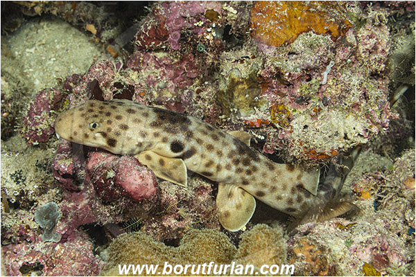 Raja Ampat, Papua, Indonesia, Hemiscyllium ocellatum, Hemiscyllium, Hemiscylliidae, Elasmobranchii, Epaulette shark, Shark, Fish
