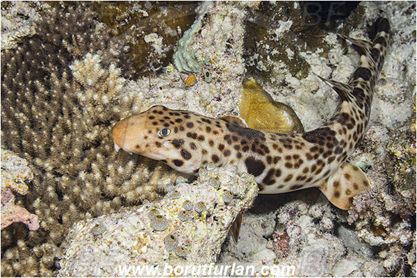 Raja Ampat, Papua, Indonesia, Hemiscyllium ocellatum, Hemiscyllium, Hemiscylliidae, Elasmobranchii, Epaulette shark, Shark, Fish