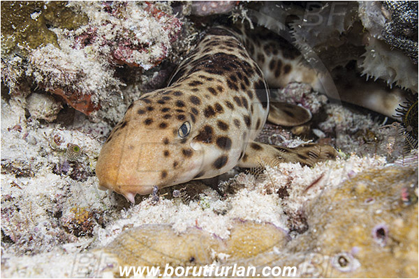 Raja Ampat, Papua, Indonesia, Hemiscyllium ocellatum, Hemiscyllium, Hemiscylliidae, Elasmobranchii, Epaulette shark, Shark, Fish, Portrait