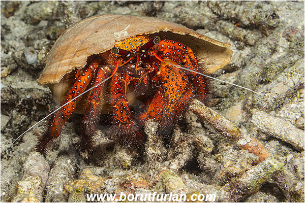 Raja Ampat, Papua, Indonesia, Dardanus megistos, Dardanus, Diogenidae, Crustacea, Crustacean, Spotted orange hermit crab, Hermit Crab, Crab