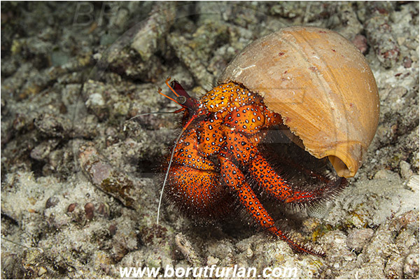Raja Ampat, Papua, Indonesia, Dardanus megistos, Dardanus, Diogenidae, Crustacea, Crustacean, Spotted orange hermit crab, Hermit Crab, Crab
