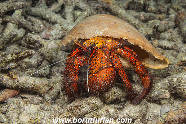 Raja Ampat, Papua, Indonesia, Dardanus megistos, Dardanus, Diogenidae, Crustacea, Crustacean, Spotted orange hermit crab, Hermit Crab, Crab
