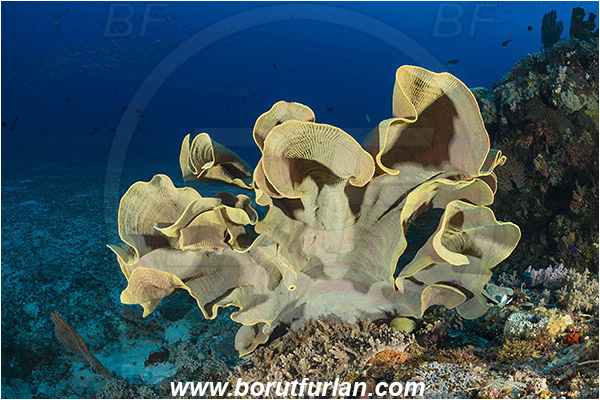 Raja Ampat, Papua, Indonesia, Ianthella basta, Ianthella, Ianthellidae, Porifera, Elephant ear sponge, Sponge, Reef