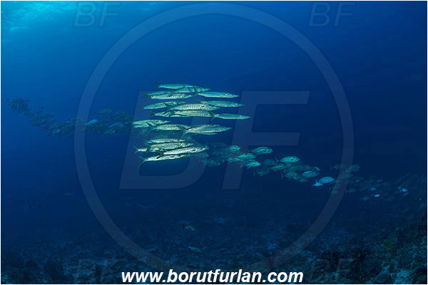 Raja Ampat, Papua, Indonesia, Sphyraena qenie, Sphyraena, Sphyraenidae, Blackfin barracuda, Barracuda, Caranx sexfasciatus, Caranx, Carangidae, Bigeye trevally, Trevally, Fish, Fish school, Reef