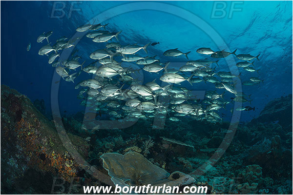Raja Ampat, Papua, Indonesia, Caranx sexfasciatus, Caranx, Carangidae, Bigeye trevally, Trevally, Fish, Fish school, Reef