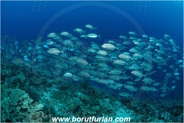 Raja Ampat, Papua, Indonesia, Caranx sexfasciatus, Caranx, Carangidae, Bigeye trevally, Trevally, Fish, Fish school, Reef