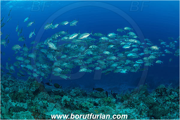 Raja Ampat, Papua, Indonesia, Caranx sexfasciatus, Caranx, Carangidae, Bigeye trevally, Trevally, Fish, Fish school, Reef