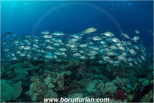 Raja Ampat, Papua, Indonesia, Caranx sexfasciatus, Caranx, Carangidae, Bigeye trevally, Trevally, Fish, Fish school, Reef