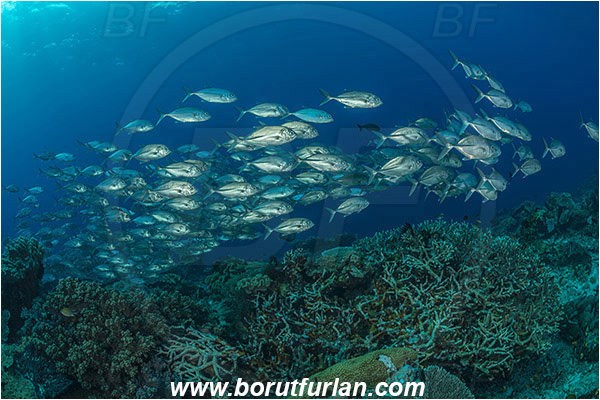 Raja Ampat, Papua, Indonesia, Caranx sexfasciatus, Caranx, Carangidae, Bigeye trevally, Trevally, Fish, Fish school, Reef