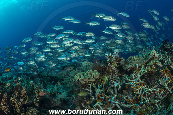 Raja Ampat, Papua, Indonesia, Caranx sexfasciatus, Caranx, Carangidae, Bigeye trevally, Trevally, Fish, Fish school, Reef