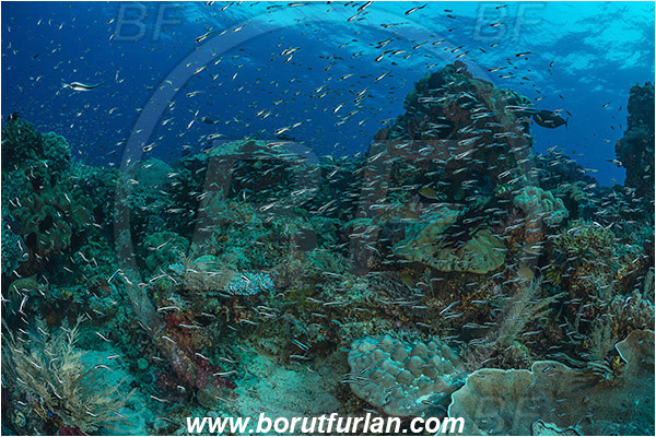 Raja Ampat, Papua, Indonesia, Plotosus lineatus, Plotosus, Plotosidae, Striped eel catfish, Catfish, Fish, Fish school, Reef