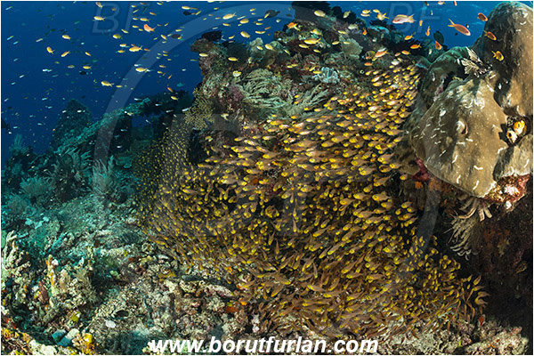 Raja Ampat, Papua, Indonesia, Parapriacanthus ransonneti, Parapriacanthus, Pempheridae, Glassfish, Glassy sweeper, Sweeper, Fish, Fish school