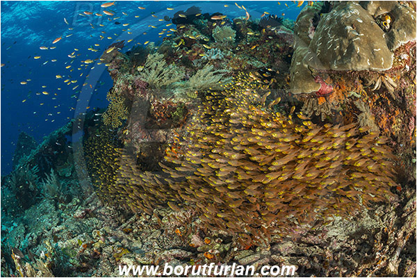 Raja Ampat, Papua, Indonesia, Parapriacanthus ransonneti, Parapriacanthus, Pempheridae, Glassfish, Glassy sweeper, Sweeper, Fish, Fish school