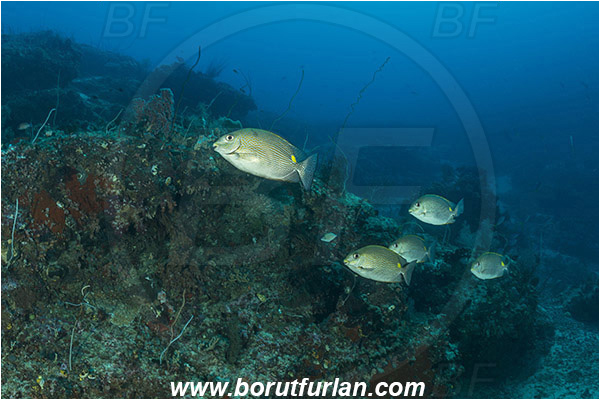 Raja Ampat, Papua, Indonesia, Siganus lineatus, Siganus, Siganidae, Spinefoot, Golden-lined spinefoot, Golden-lined Rabbitfish, Rabbitfish, Fish, Fish school, Reef